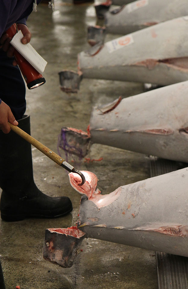 Tsukiji Fischmarkt | Qualitätsprüfung